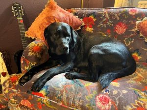 Black Labrador in period cottage  