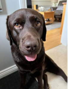 ralph reviews a detached house near carden park the residence dog 