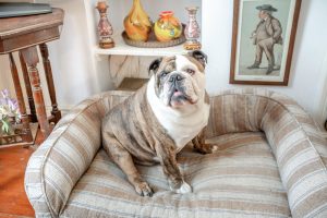 a bulldog lying on a dog bed