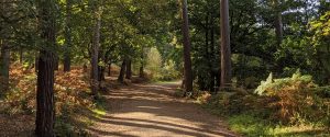 Delamere Forest