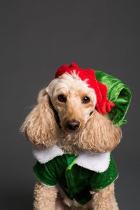 a poodle in an elf outfit